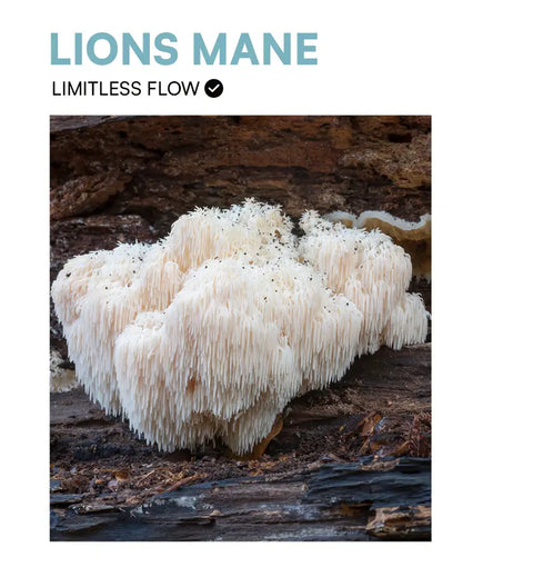 Lion's Mane - Mental Energy