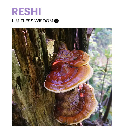 Reshi - Deep Sleep & Wisdom